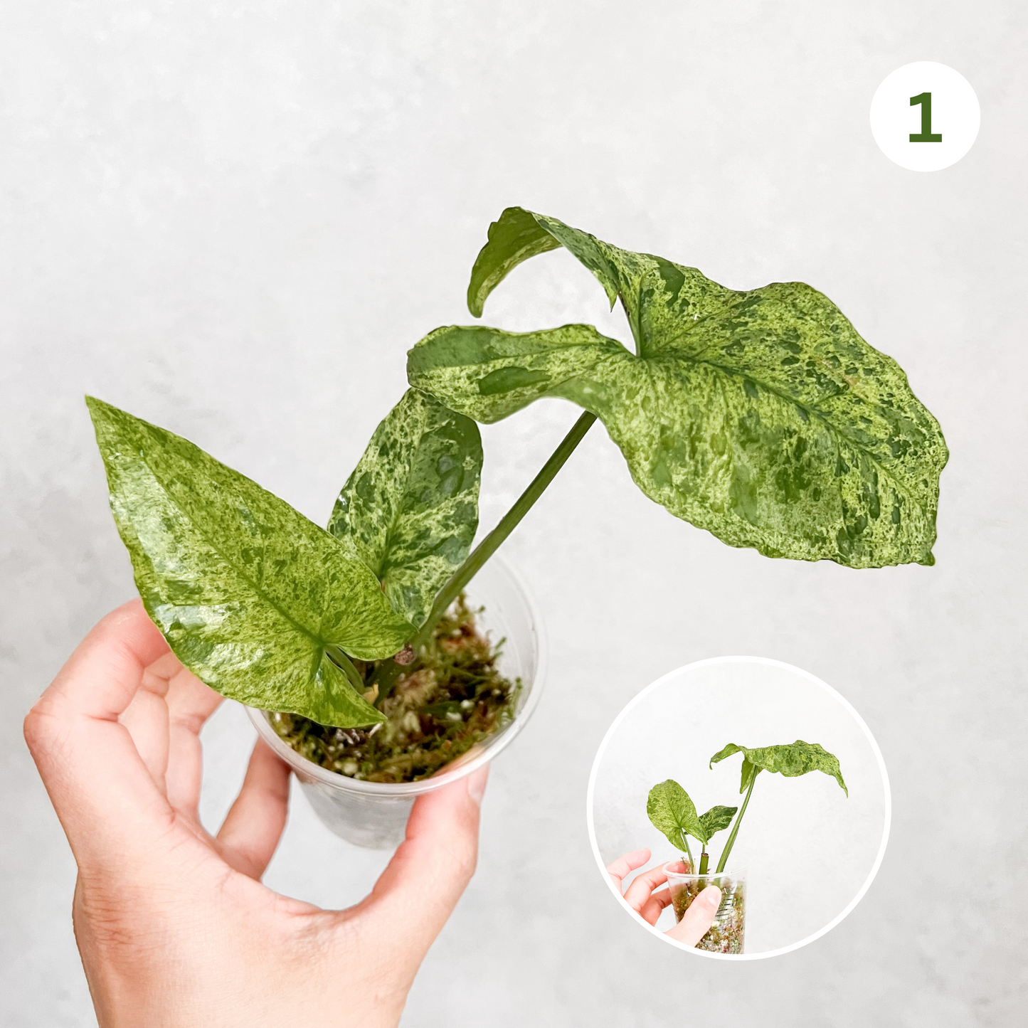 Syngonium Podophyllum Mottled Mojito | rare houseplant, rare syngonium, variegated houseplant, variegated syngonium, rare variegated plant