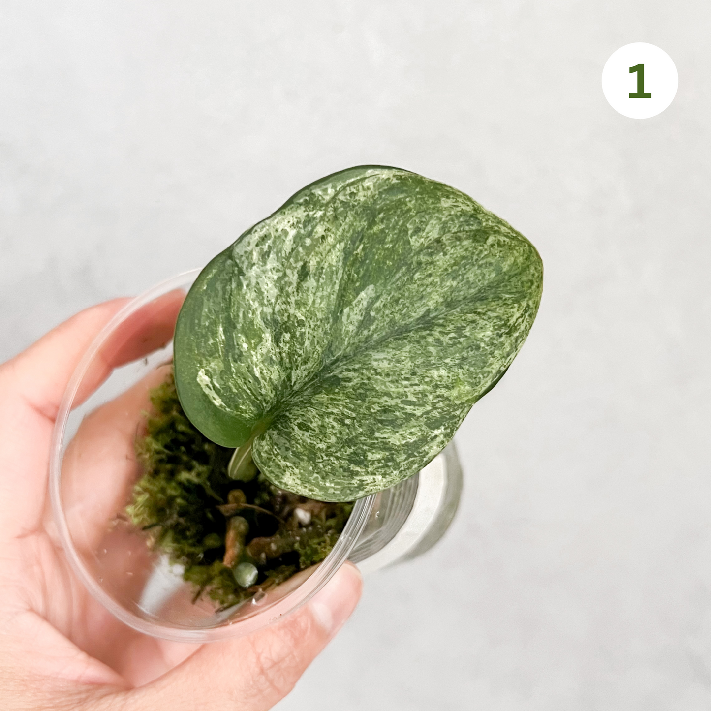 Scindapsus Pictus Creme Brulee | rare house plant, variegated, plant cuttings uk, rare houseplants, variegated plant, plant gift idea