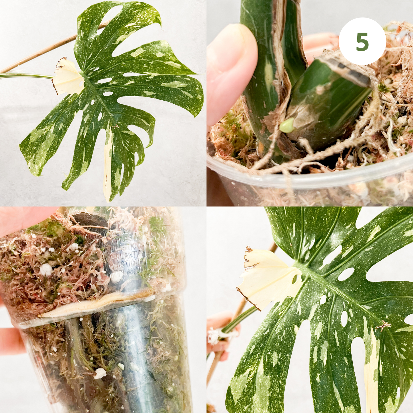 Monstera Thai Constellation | rare plants, house plants, plant cuttings, variegated plants, rare houseplants, sloplants, variegated monstera