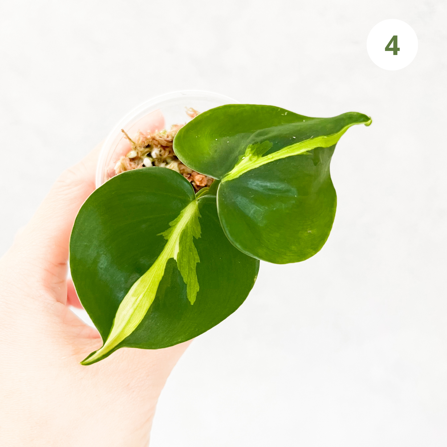 Philodendron Hederaceum Cream Splash | rare house plant cutting, rare variegated houseplant, plant cuttings uk, rare house plants uk