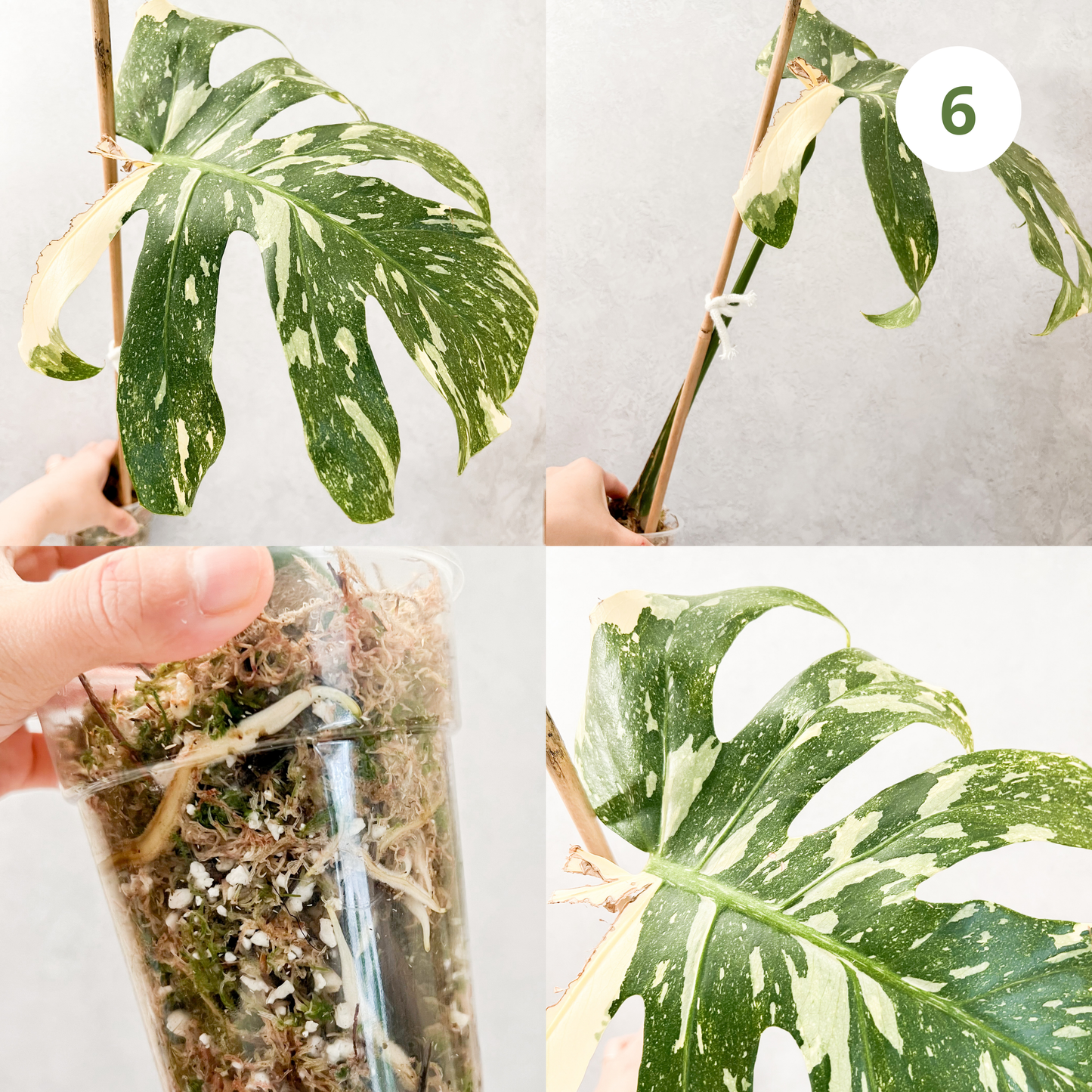 Monstera Thai Constellation | rare plants, house plants, plant cuttings, variegated plants, rare houseplants, sloplants, variegated monstera