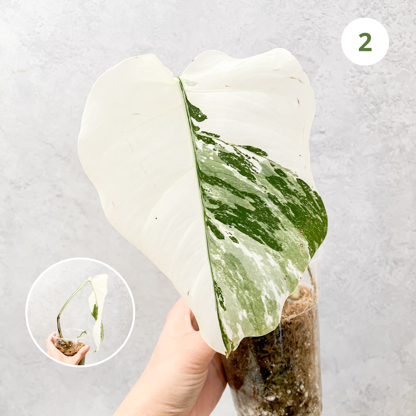 Variegated Monstera Albo | rare variegated Monstera Deliciosa cuttings, highly variegated Monstera Albo cuttingk