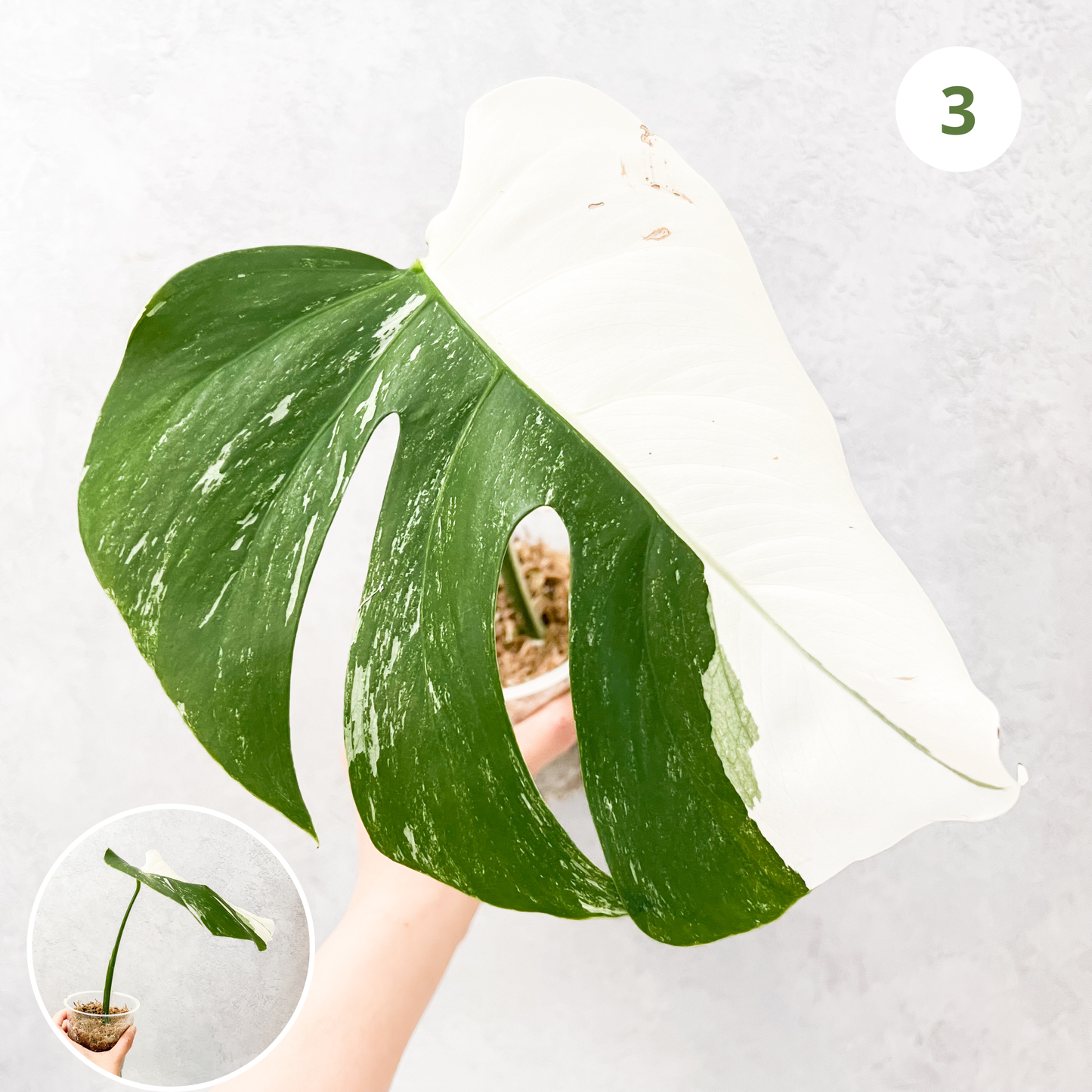 Variegated Monstera Albo | rare variegated Monstera Deliciosa cuttings, highly variegated Monstera Albo cuttingk