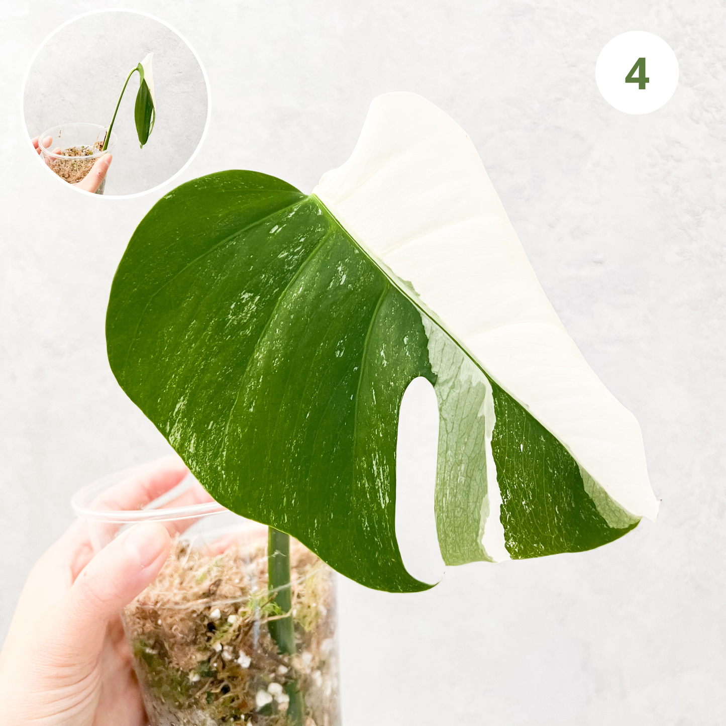 Variegated Monstera Albo | rare variegated Monstera Deliciosa cuttings, highly variegated Monstera Albo cuttingk