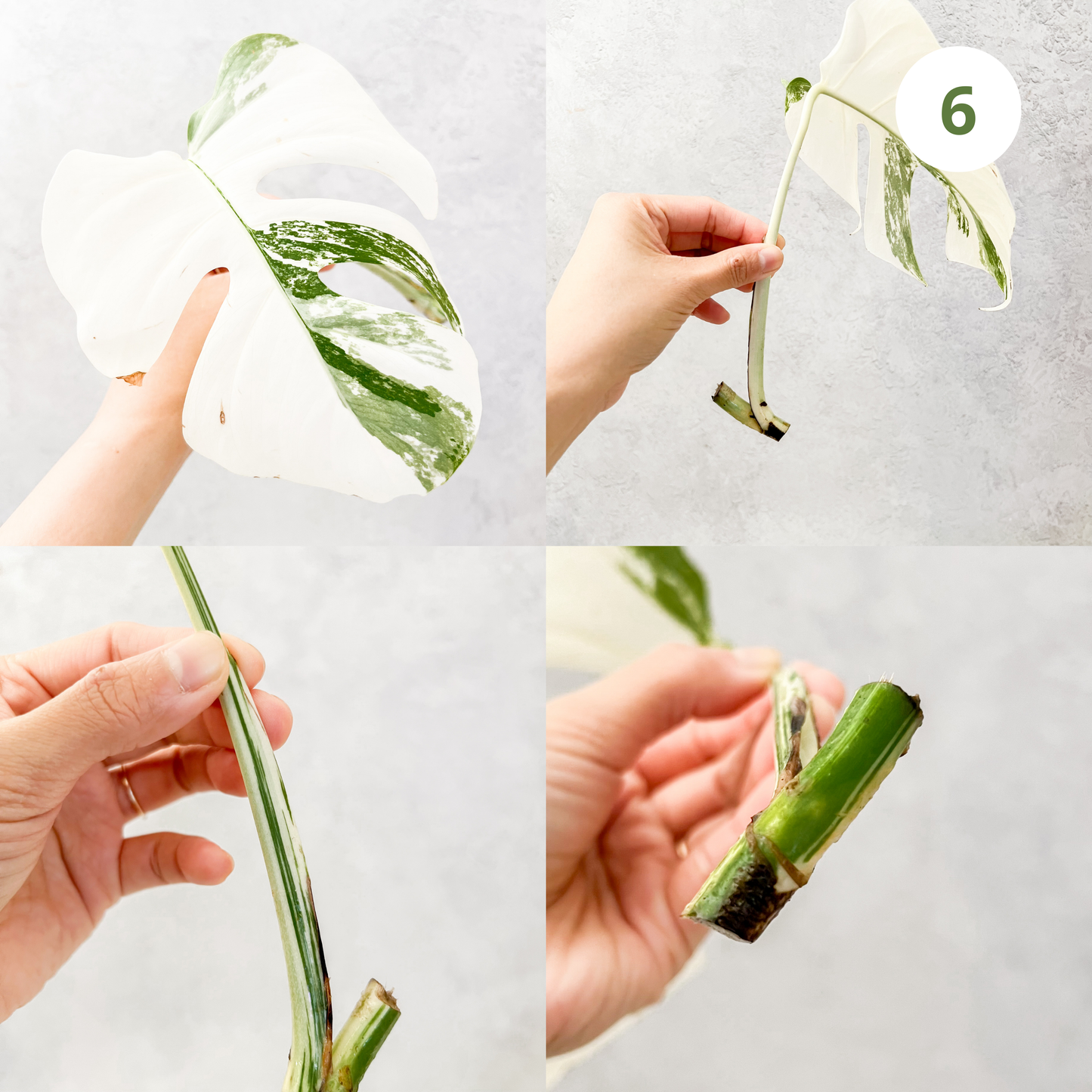 Variegated Monstera Albo | rare variegated Monstera Deliciosa cuttings, highly variegated Monstera Albo cuttingk