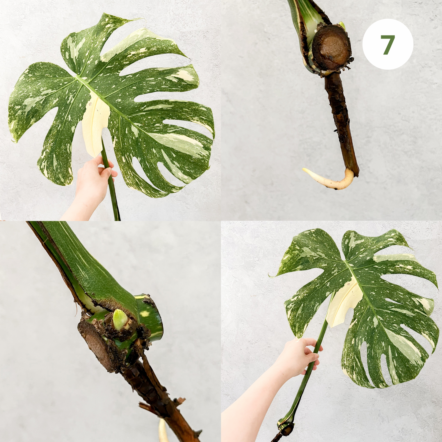 Monstera Thai Constellation | rare plants, house plants, plant cuttings, variegated plants, rare houseplants, sloplants, variegated monstera