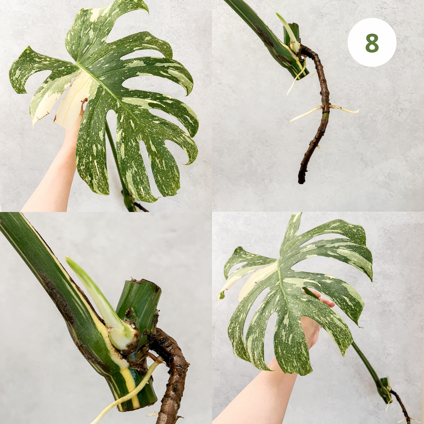 Monstera Thai Constellation | rare plants, house plants, plant cuttings, variegated plants, rare houseplants, sloplants, variegated monstera