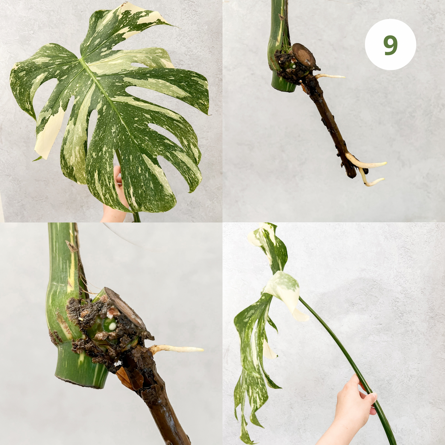 Monstera Thai Constellation | rare plants, house plants, plant cuttings, variegated plants, rare houseplants, sloplants, variegated monstera