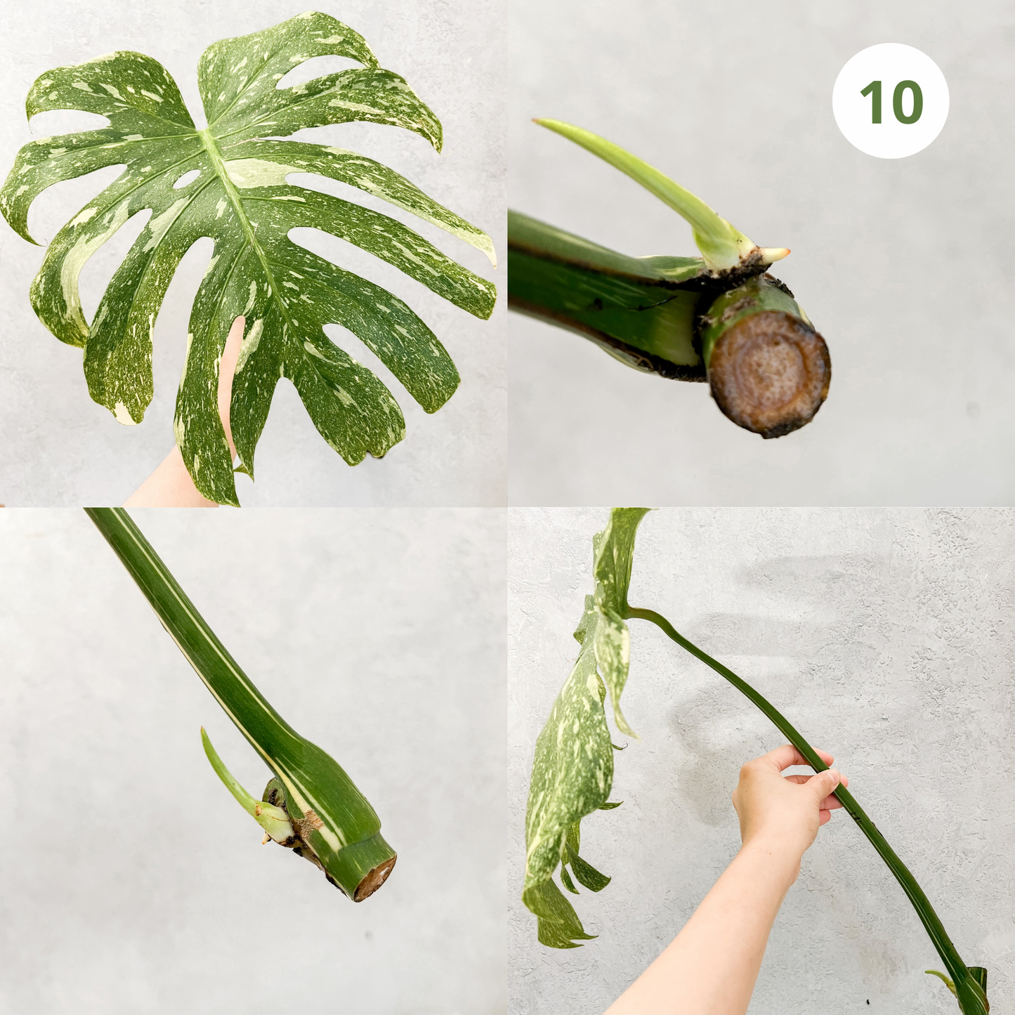 Monstera Thai Constellation | rare plants, house plants, plant cuttings, variegated plants, rare houseplants, sloplants, variegated monstera