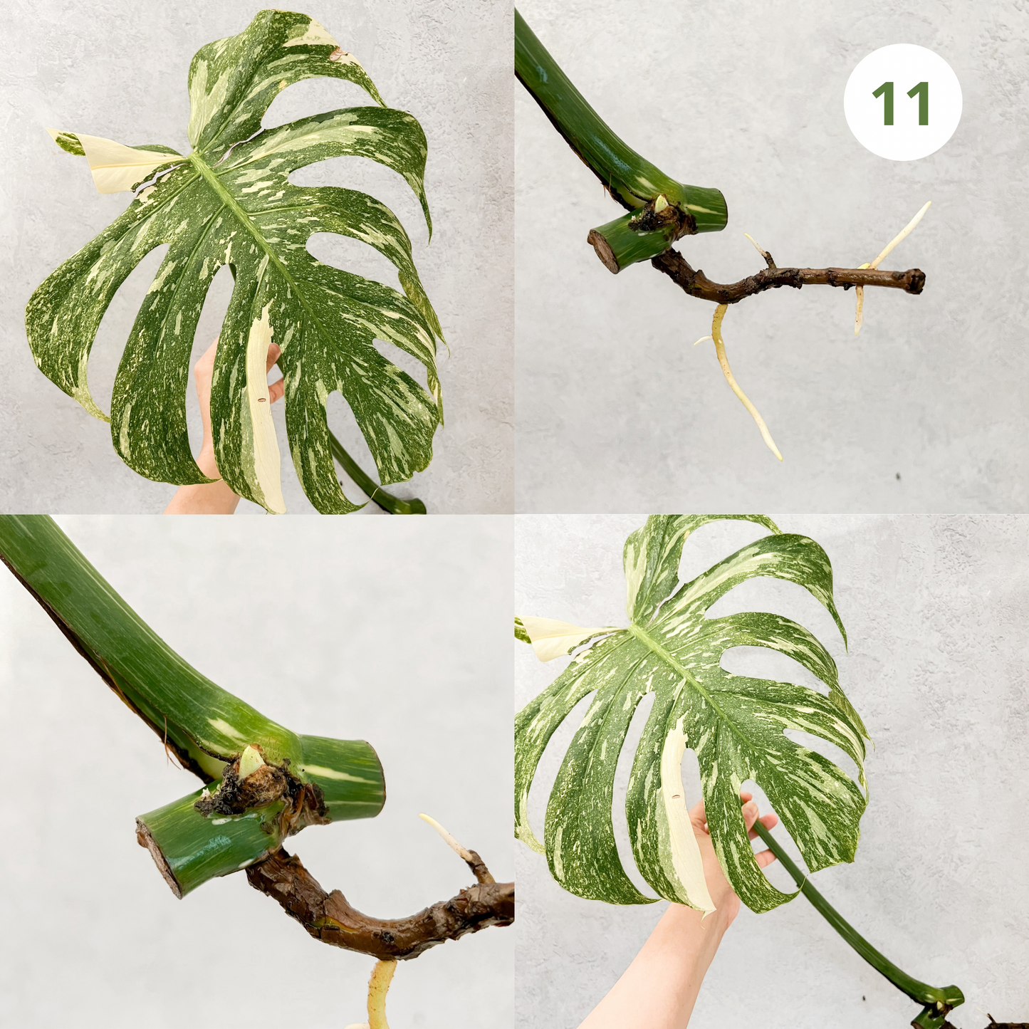 Monstera Thai Constellation | rare plants, house plants, plant cuttings, variegated plants, rare houseplants, sloplants, variegated monstera