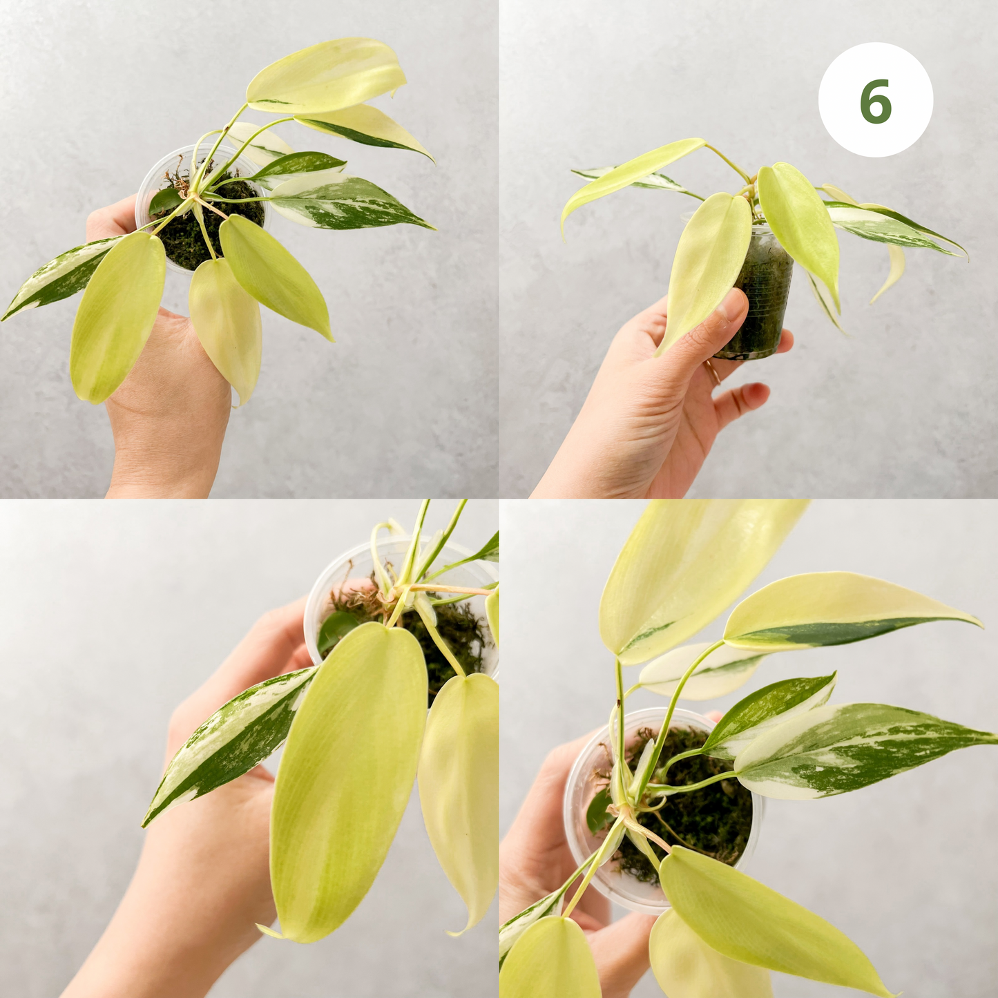 Philodendron Florida Beauty | rare house plants, rare aroid plant cuttings, rare plant cuttings uk, variegated plant cuttings uk, sloplants