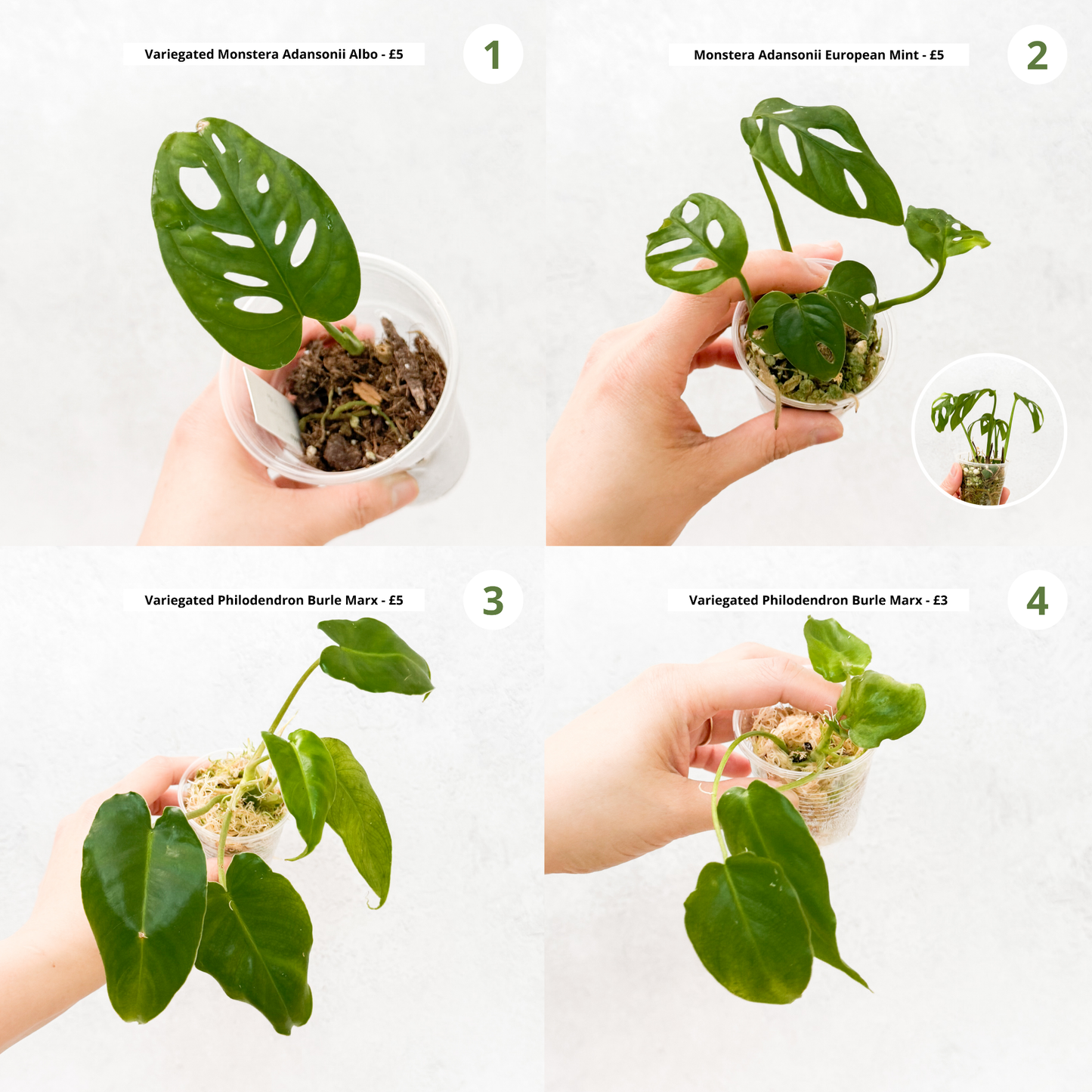 CLEARANCE SALE | 5 and under, budget plants, house plants on sale, houseplants on sale, beginner plants variegated, sloplants, slo plants