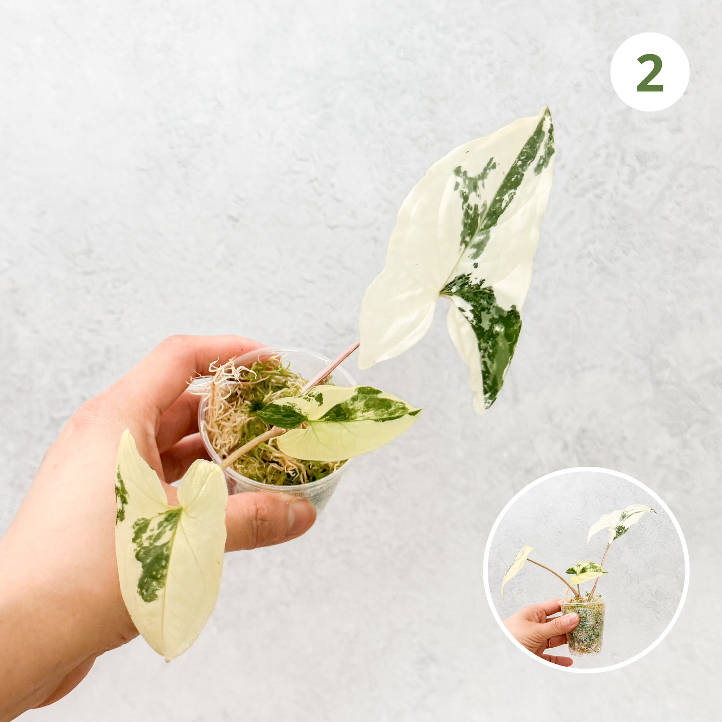 Syngonium Podophyllum Albo Variegata | variegated live houseplant, rare house plant cutting, sloplants, slo plants