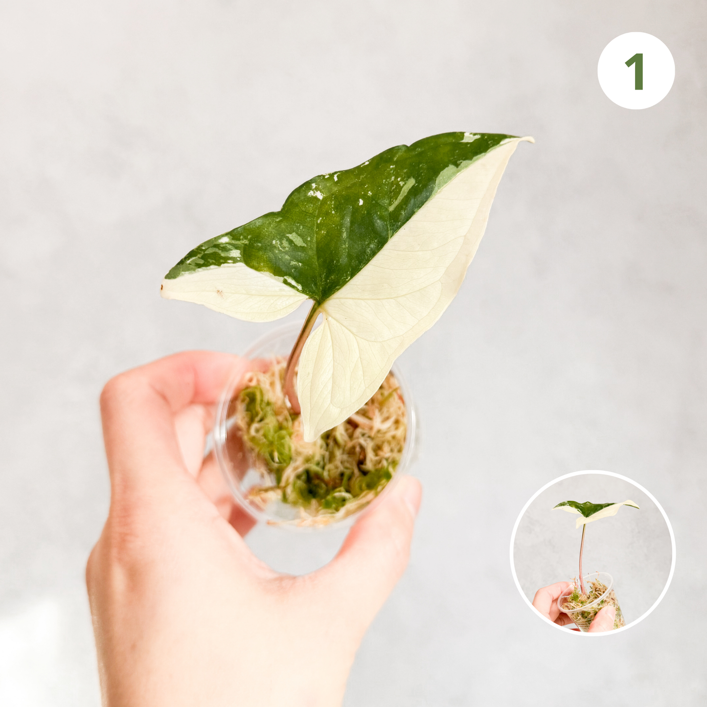 Syngonium Podophyllum Albo Variegata | variegated live houseplant, rare house plant cutting, sloplants, slo plants