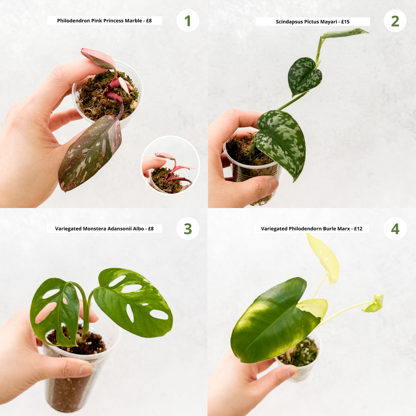 CLEARANCE SALE | 15 and under, budget plants, house plants on sale, houseplants on sale, beginner plants variegated, sloplants, slo plants