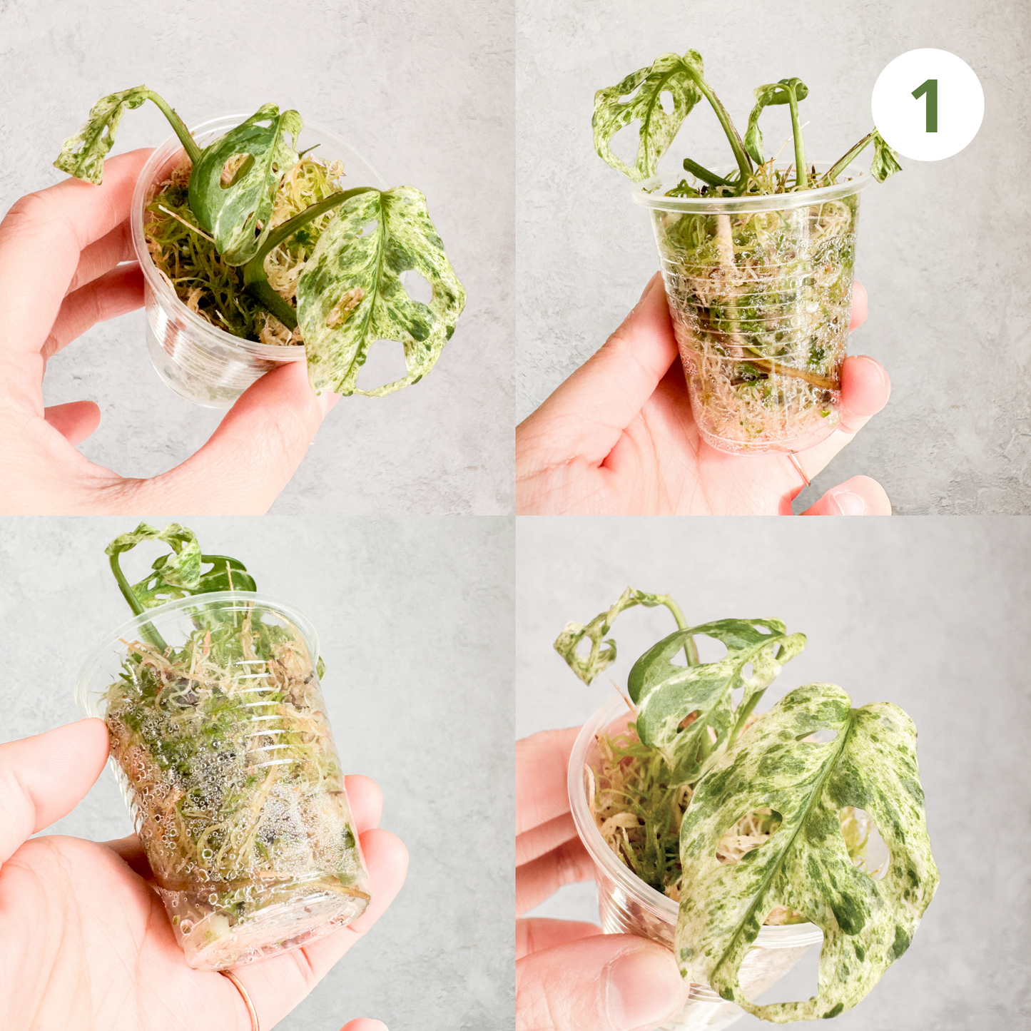 Monstera Adansonii Frozen Freckles | rare variegated houseplant, rooted monstera cutting, high variegation house plants live, slo plants