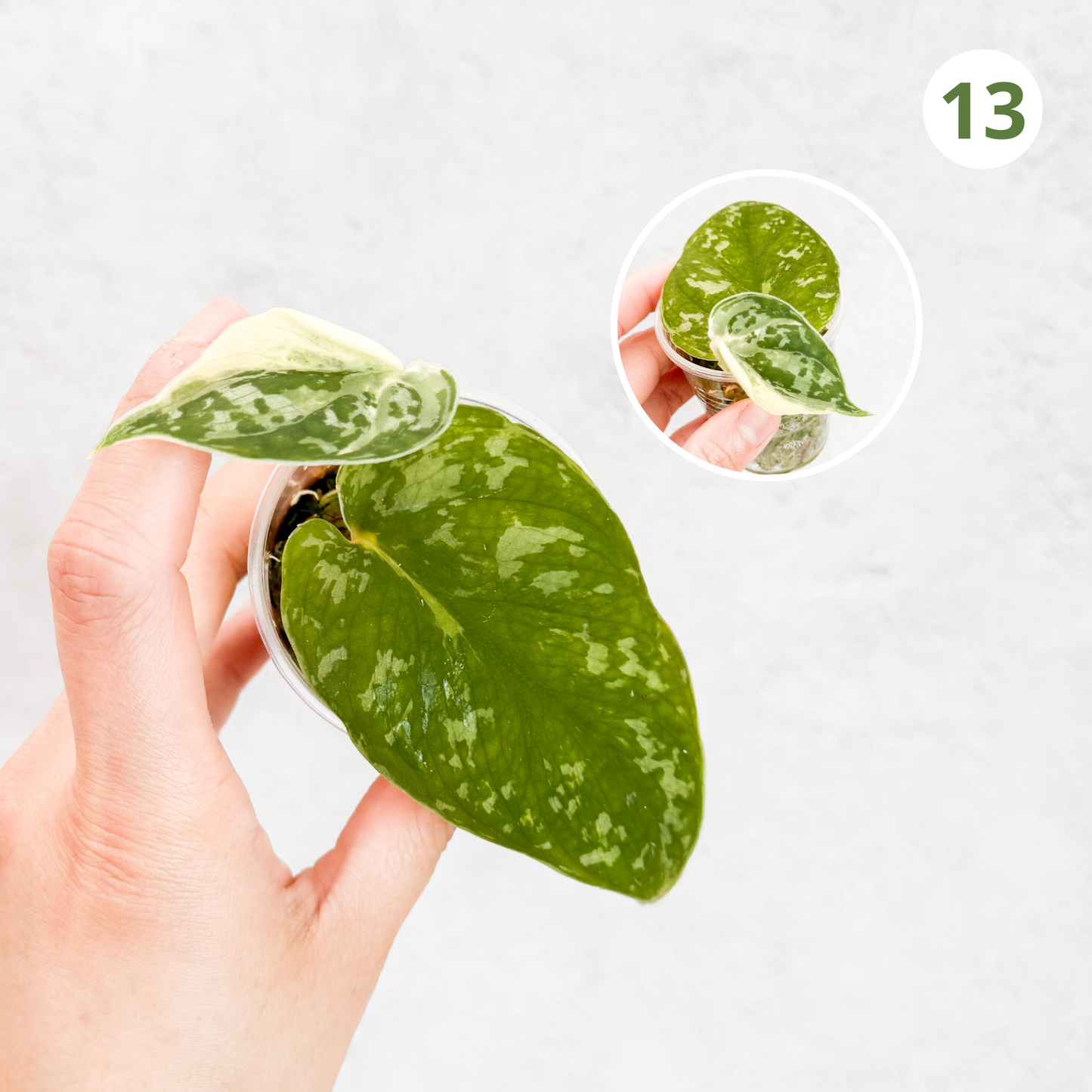 Scindapsus Pictus Mayari | rare house plant, variegated scindapsus, plant cuttings uk, scindapsus mayari, rare houseplants, variegated plant