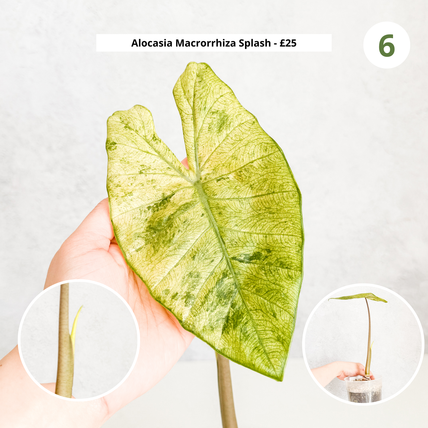 CLEARANCE SALE | 25 and under, budget plants, house plants on sale, houseplants on sale, clearance houseplants,