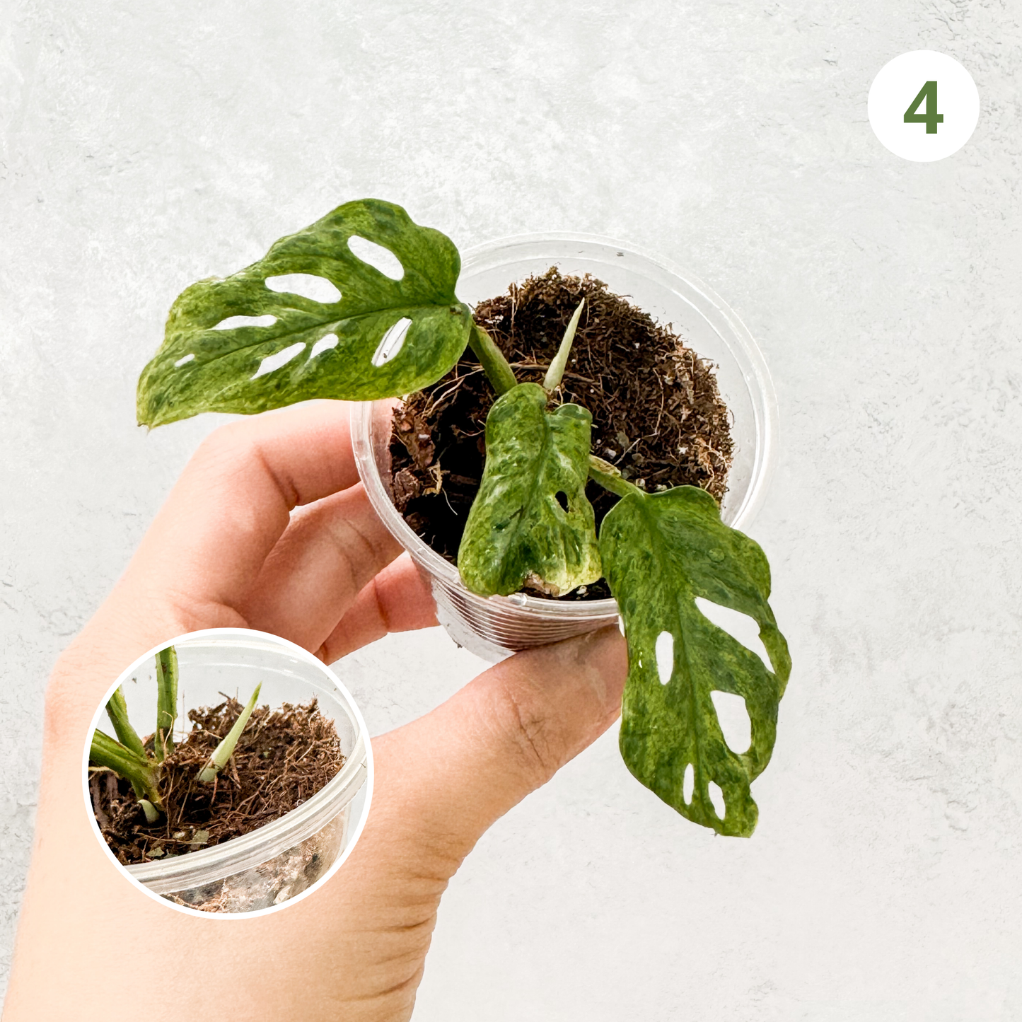 Monstera Adansonii Frozen Freckles | rare variegated houseplant, rooted monstera cutting, high variegation house plants live, slo plants