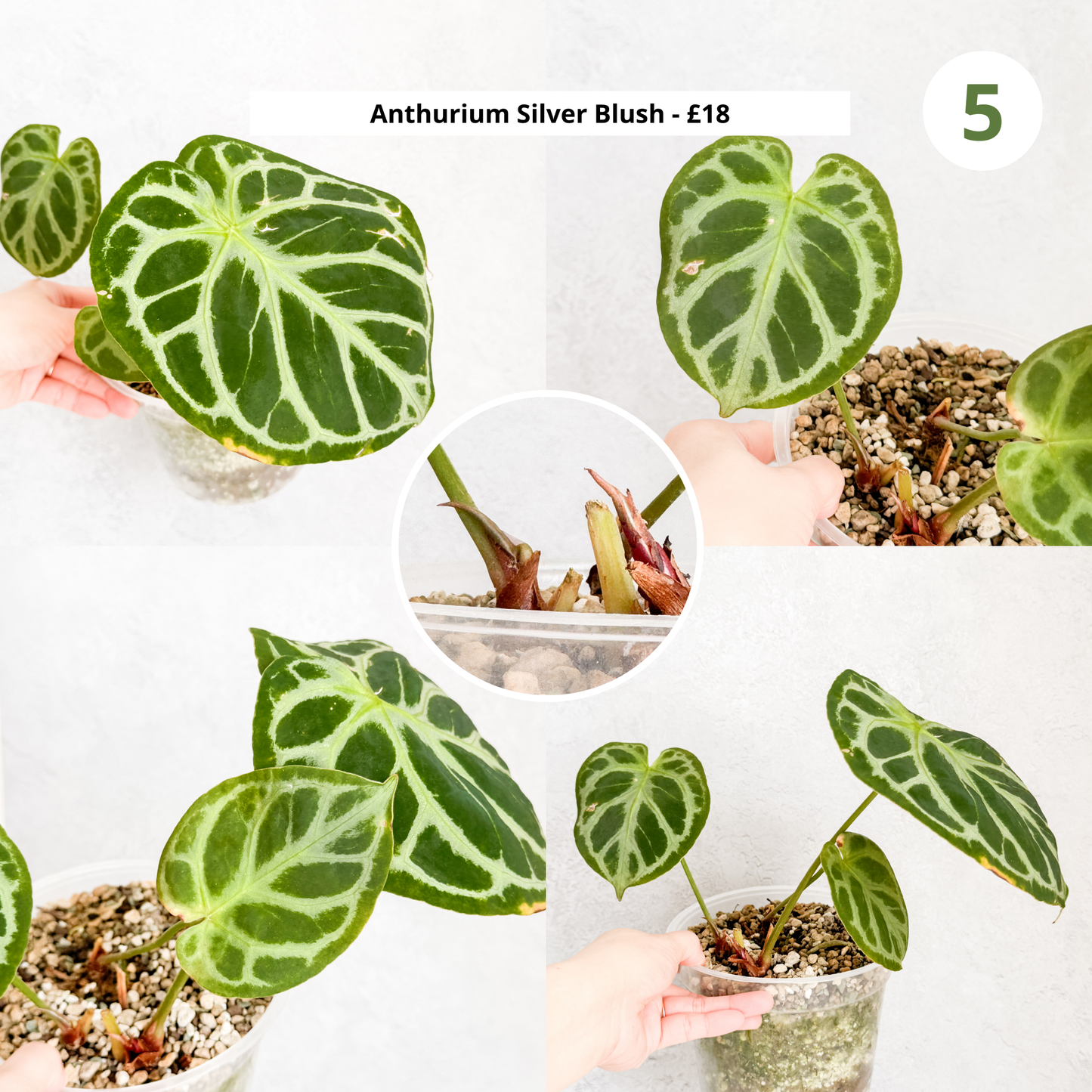 CLEARANCE SALE | 25 and under, budget plants, house plants on sale, houseplants on sale, clearance houseplants,