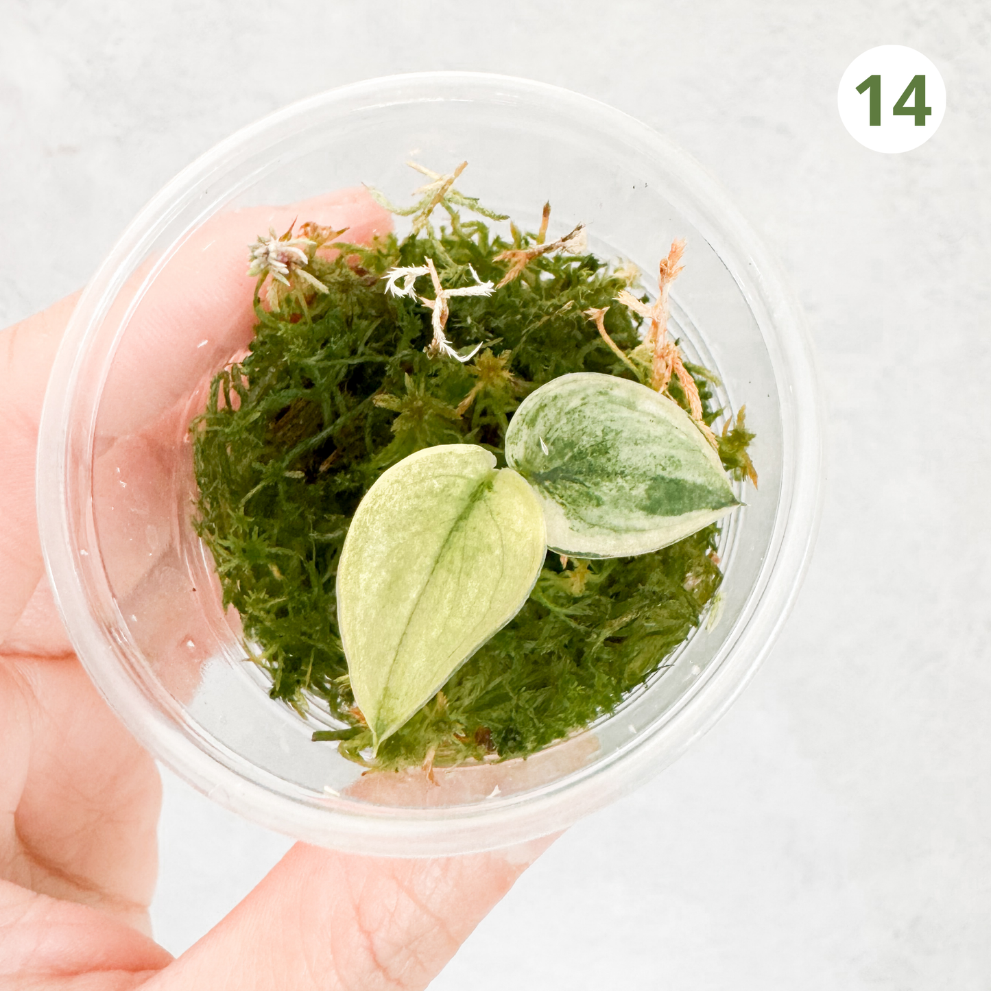 Scindapsus Pictus Mayari | rare house plant, variegated scindapsus, plant cuttings uk, scindapsus mayari, rare houseplants, variegated plant