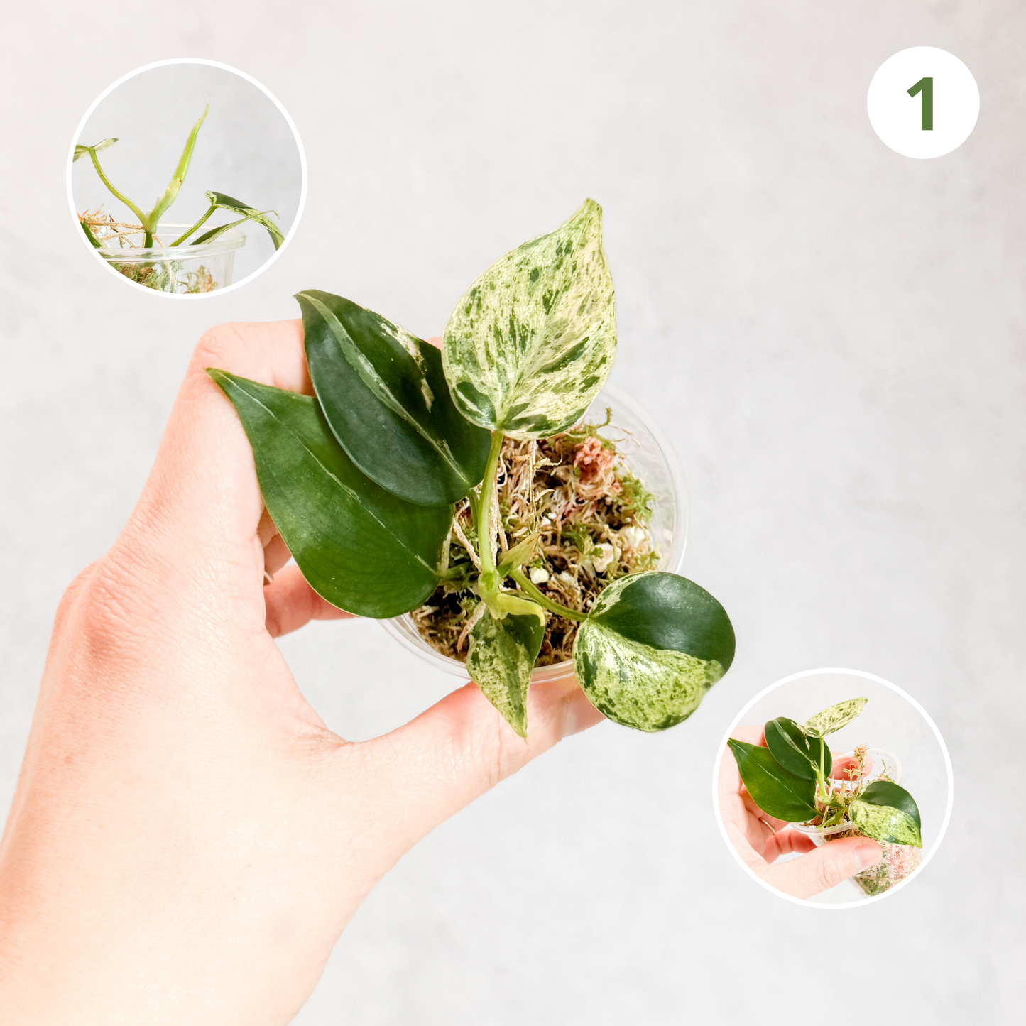 Variegated Hederaceum Heart Leaf Philodendron | rare plants, variegated plants, plant cuttings, rare houseplants, variegated hederaceum