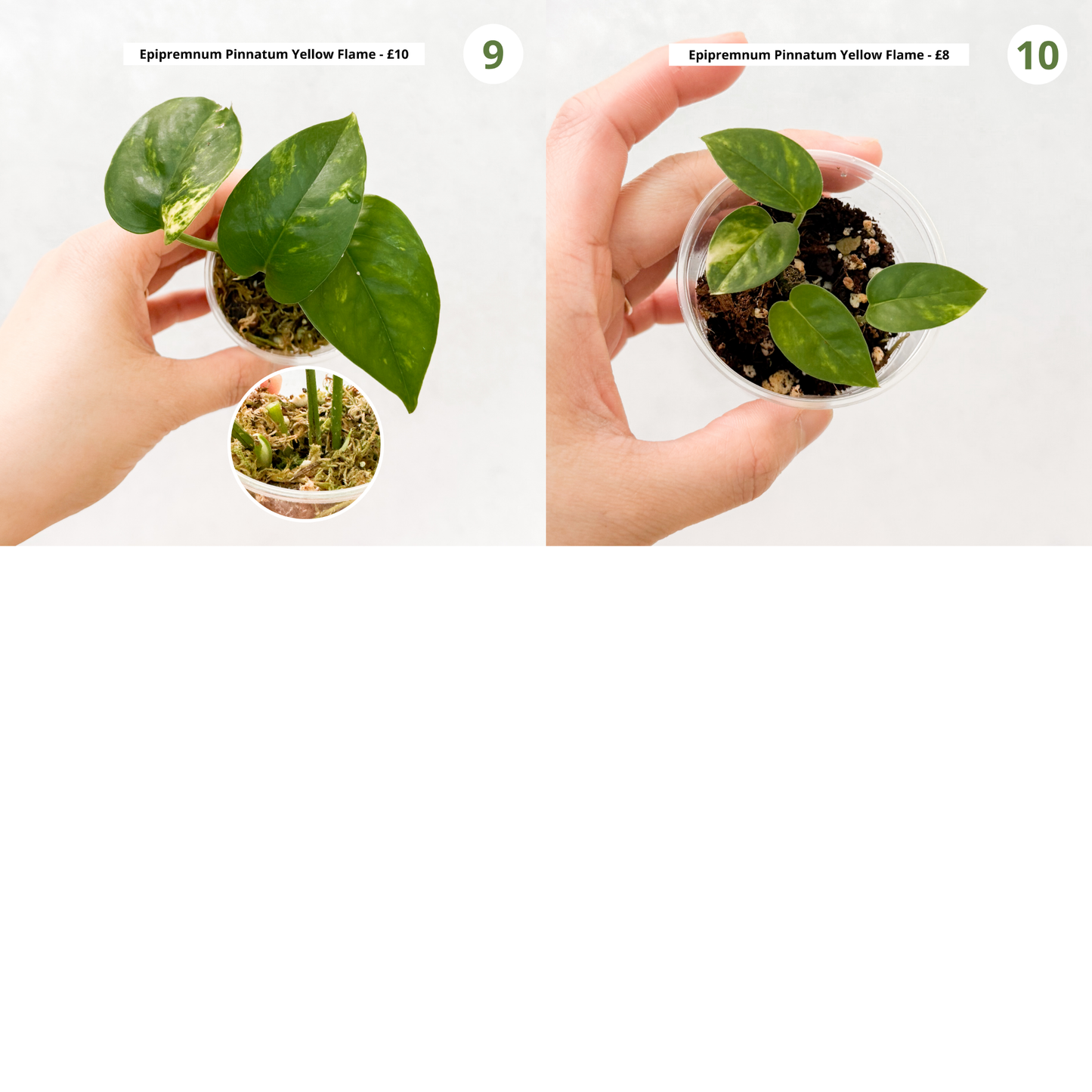 CLEARANCE SALE | 15 and under, budget plants, house plants on sale, houseplants on sale, beginner plants variegated, sloplants, slo plants