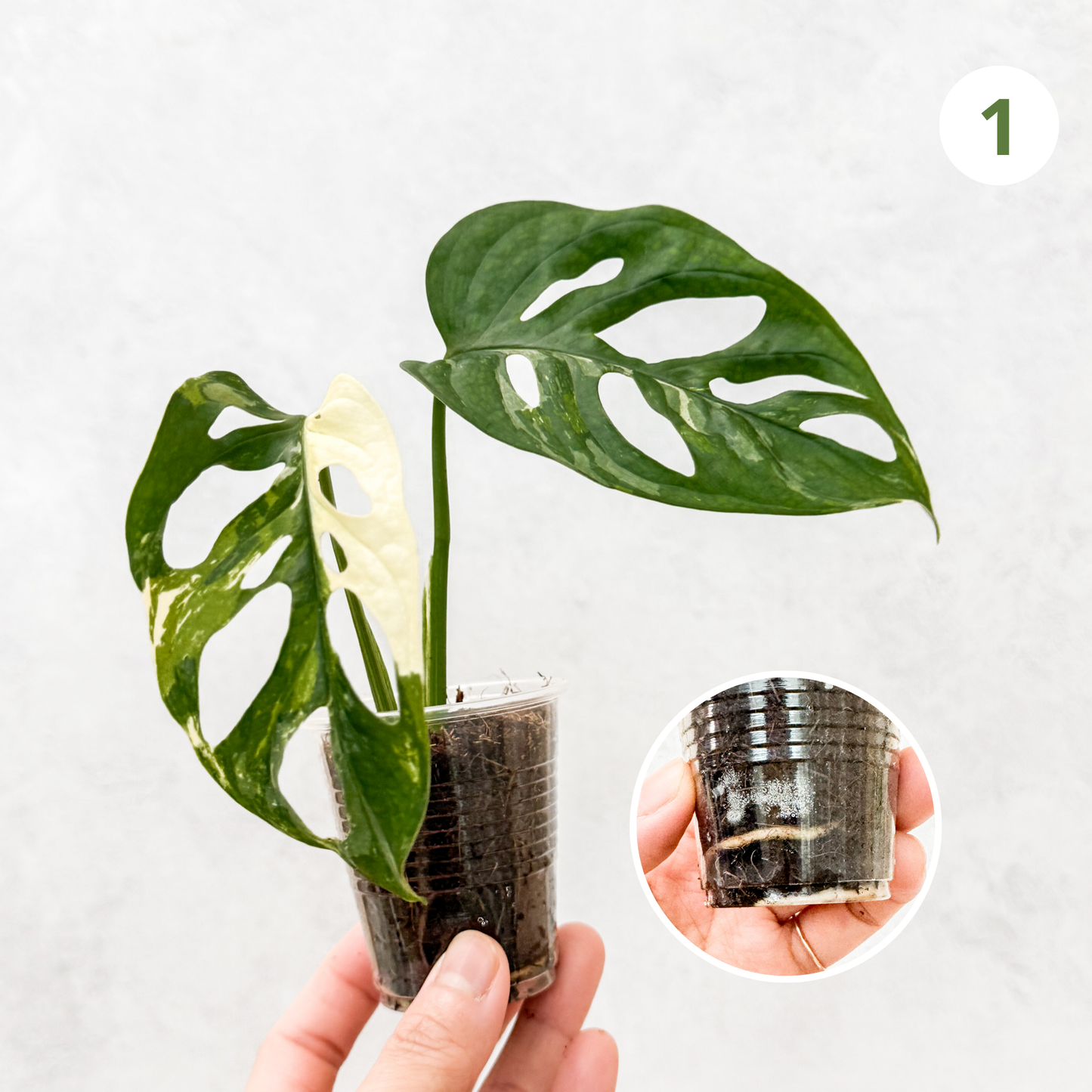Monstera Adansonii Albo Variegata | rare variegated houseplant, rooted monstera albo cutting, high variegation house plants live, slo plants