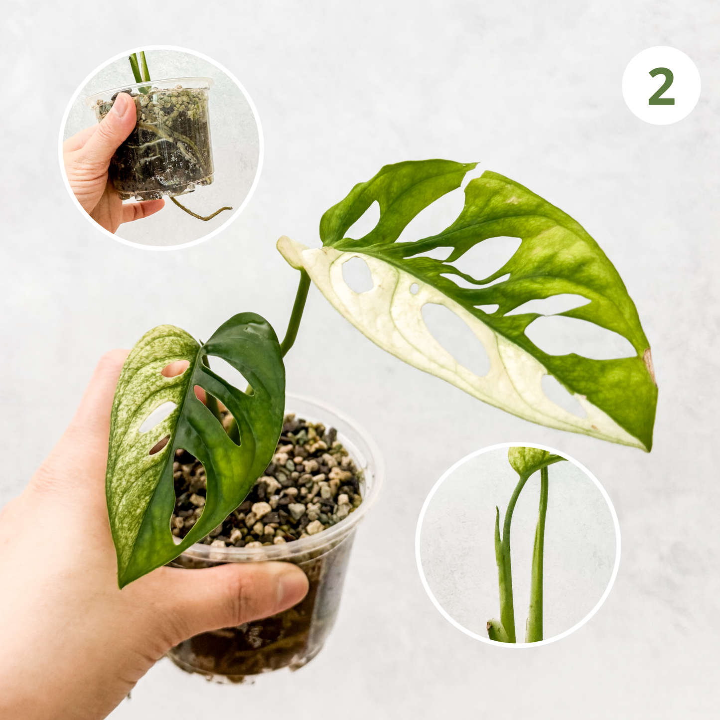 Monstera Adansonii Albo Variegata | rare variegated houseplant, rooted monstera albo cutting, high variegation house plants live, slo plants