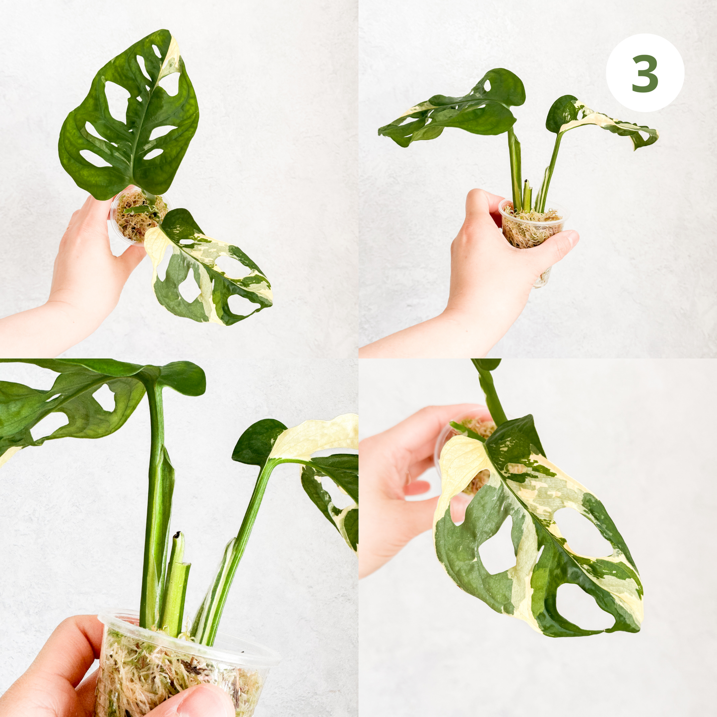 Monstera Adansonii Albo Variegata | rare variegated houseplant, rooted monstera albo cutting, high variegation house plants live, slo plants