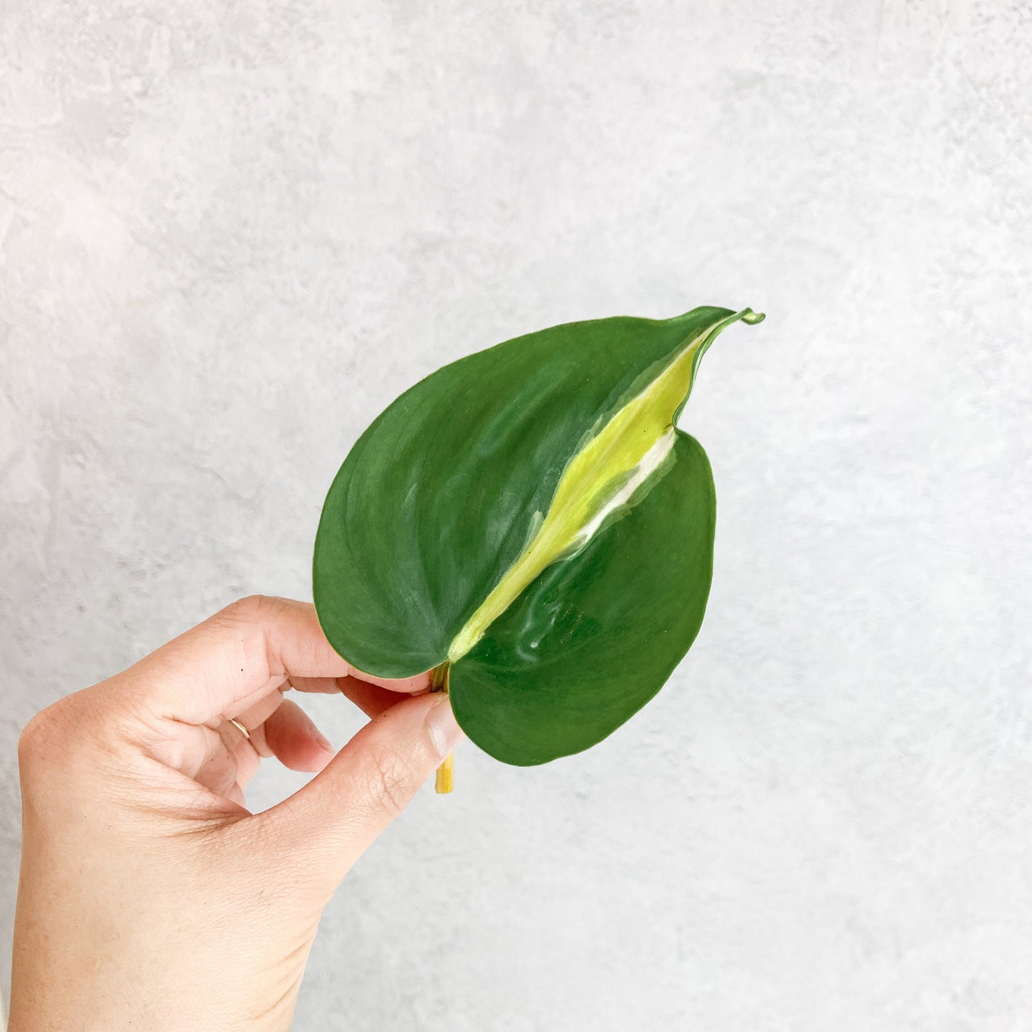 Philodendron Hederaceum Cream Splash | rare house plant cutting, rare variegated houseplant, plant cuttings uk, rare house plants uk