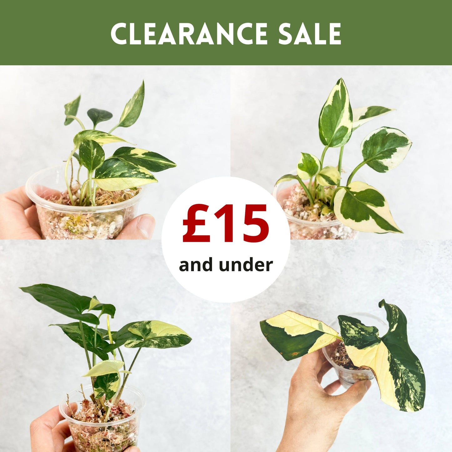 CLEARANCE SALE | 15 and under, budget plants, house plants on sale, houseplants on sale, beginner plants variegated, sloplants, slo plants