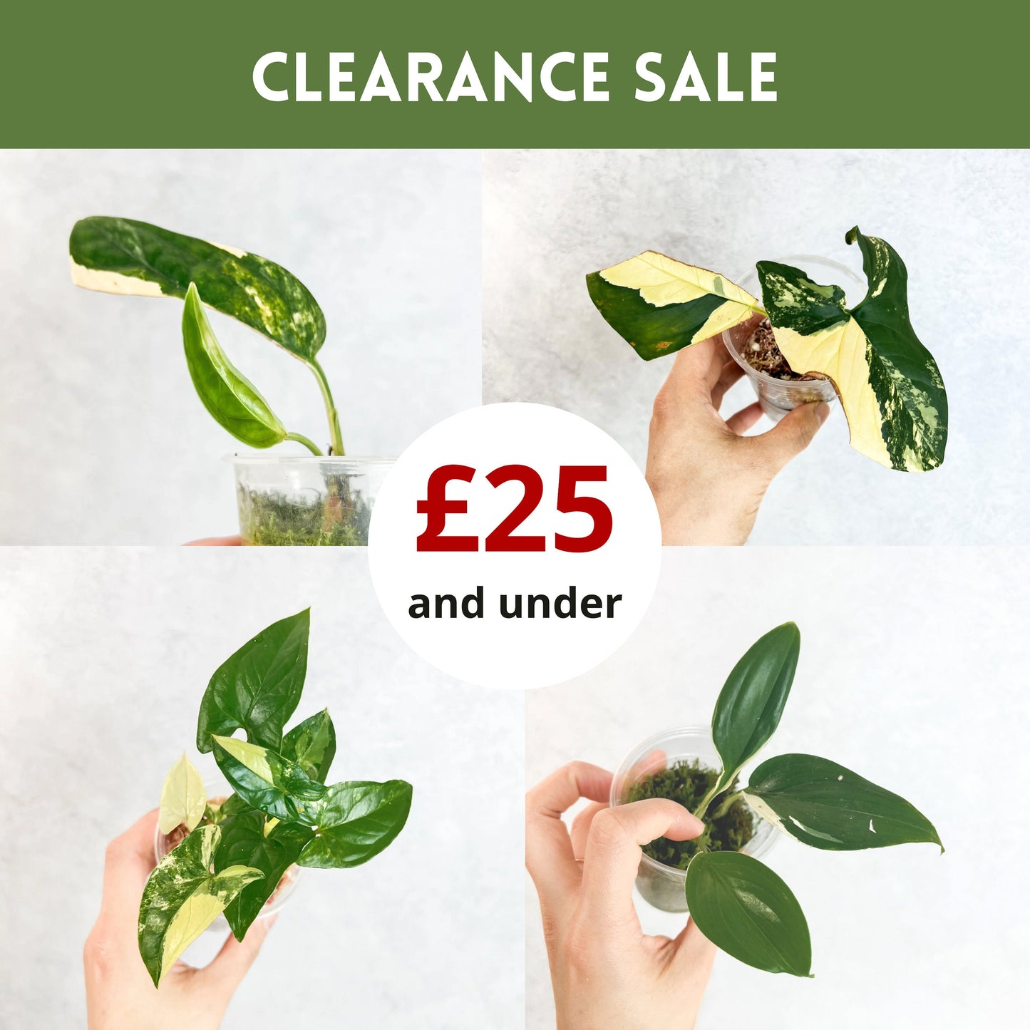 CLEARANCE SALE | 25 and under, budget plants, house plants on sale, houseplants on sale, clearance houseplants,