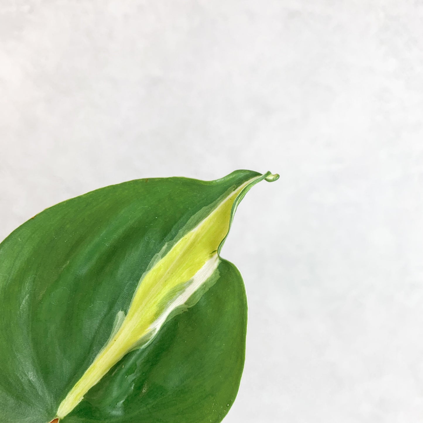 Philodendron Hederaceum Cream Splash | rare house plant cutting, rare variegated houseplant, plant cuttings uk, rare house plants uk