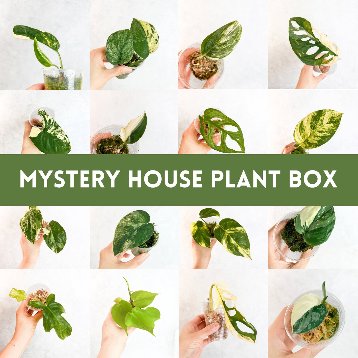 Mystery House Plant Box x5 |  rare houseplant cuttings, plant lover gift idea, propagation, sloplants, indoor plants, mystery plant bundles