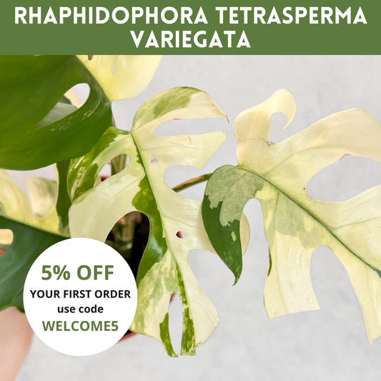 Variegated Rhaphidophodora Tetrasperma | rare variegated houseplant, rooted monstera cutting, high variegation house plants live, slo plants