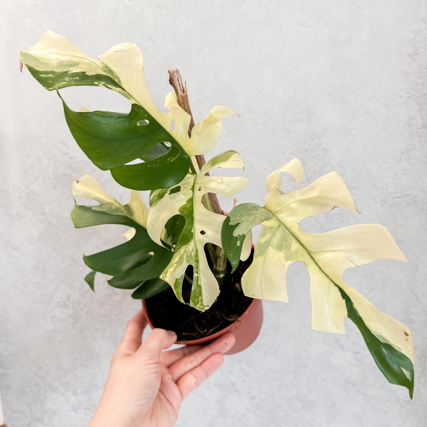 Variegated Rhaphidophodora Tetrasperma | rare variegated houseplant, rooted monstera cutting, high variegation house plants live, slo plants