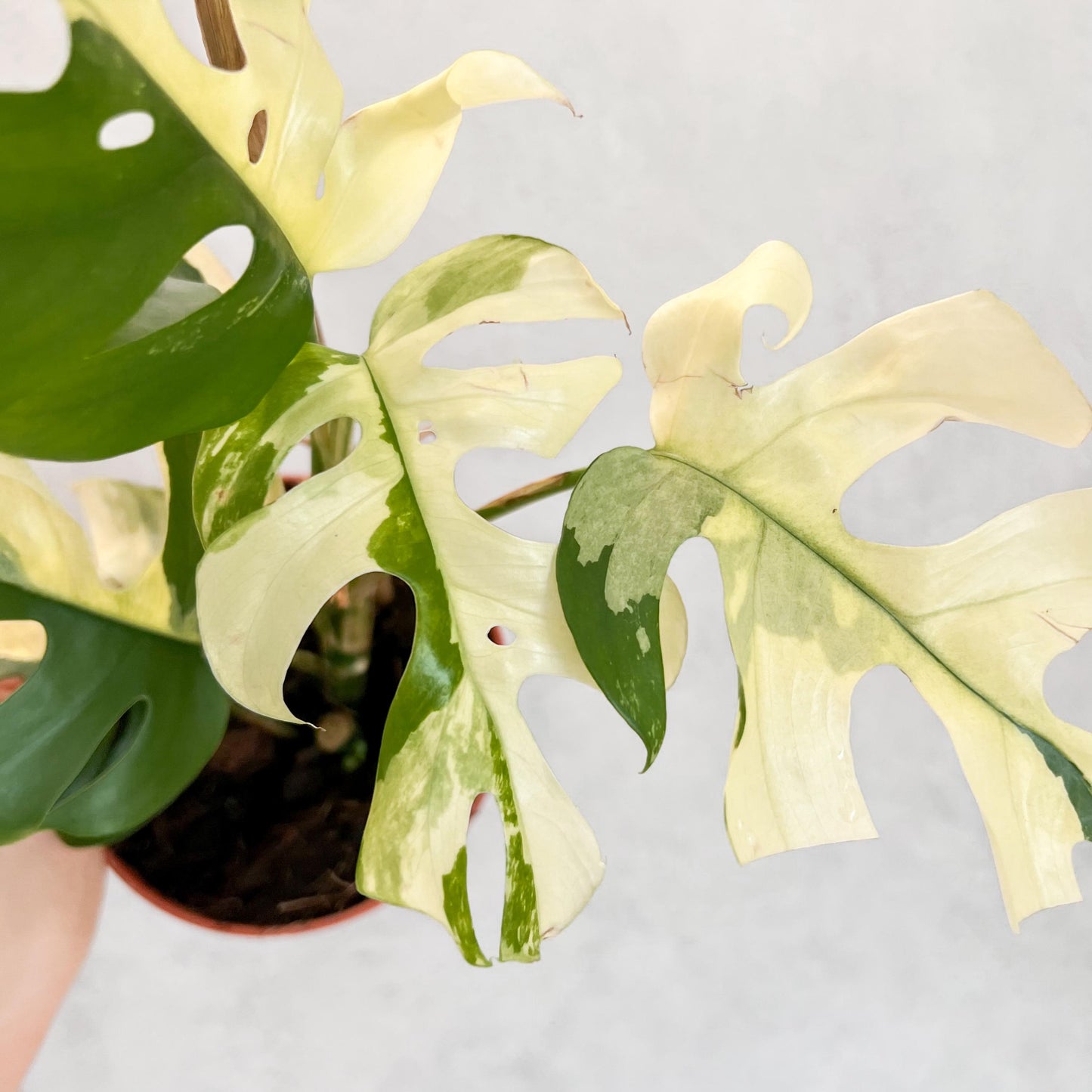 Variegated Rhaphidophodora Tetrasperma | rare variegated houseplant, rooted monstera cutting, high variegation house plants live, slo plants