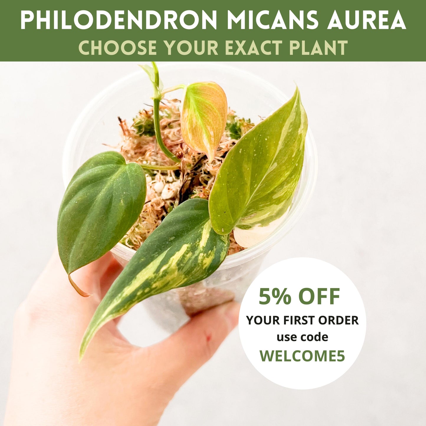 Philodendron Micans Variegata Aurea | rare variegated houseplant, rooted philodendron cutting, high variegation house plant live, slo plants