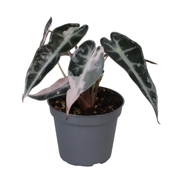 Alocasia Bambino Pink Variegata | rare house plants live uk, houseplant cuttings, variegated house plants, sloplants, slo plants, 6cm pot