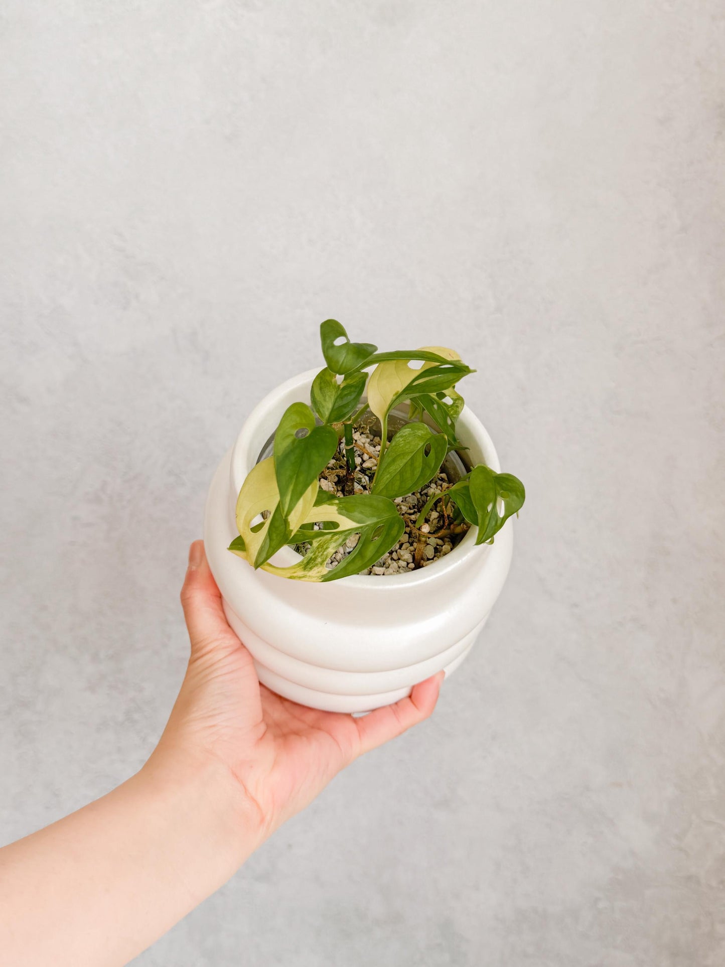 Modern Boho Ceramic Planter | horizontal ribbed planter,  white indoor pot for plants, propagation planter, cute plant pots, plant gift idea
