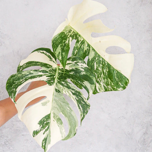 Variegated Monstera Albo | rare variegated Monstera Deliciosa cuttings, highly variegated Monstera Albo cuttingk