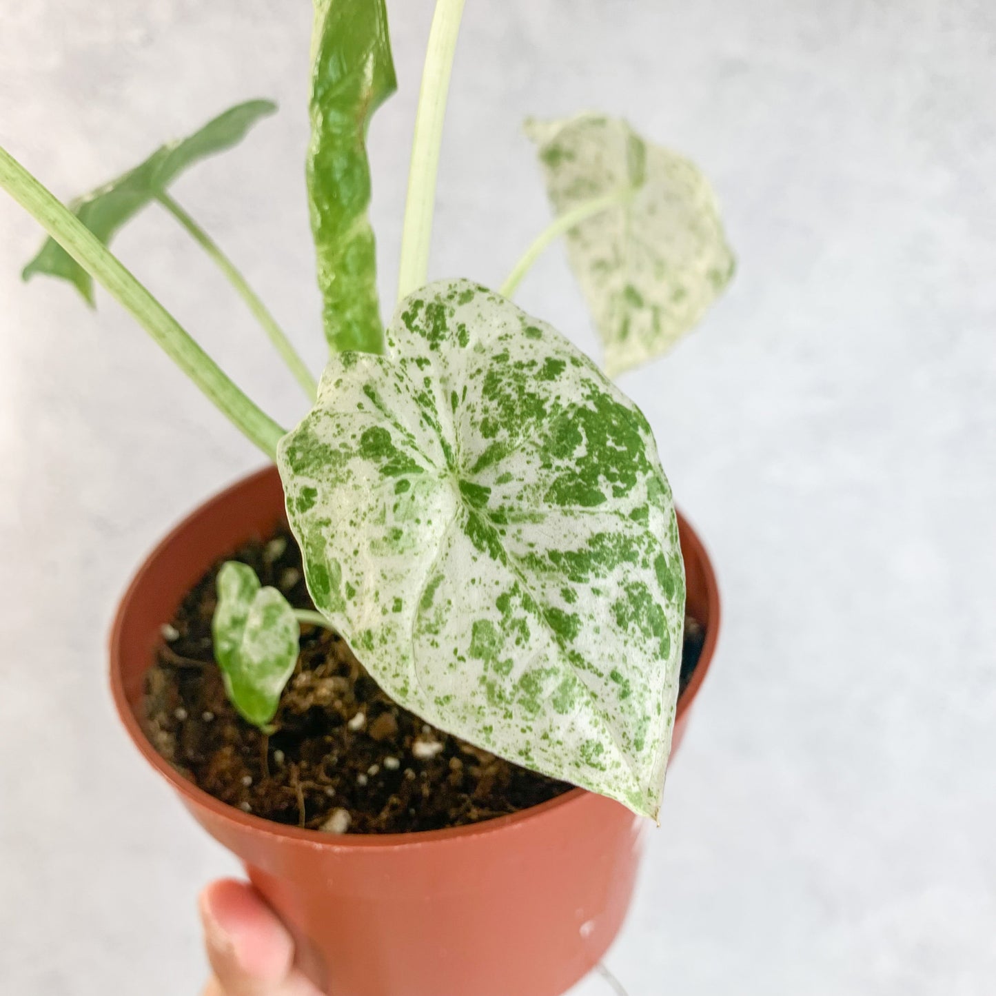 Variegated Alocasia Macrorrhiza Splash | rare alocasia house plant, rare houseplants, sloplants, rare variegated alocasia plant, 10.5cm pot