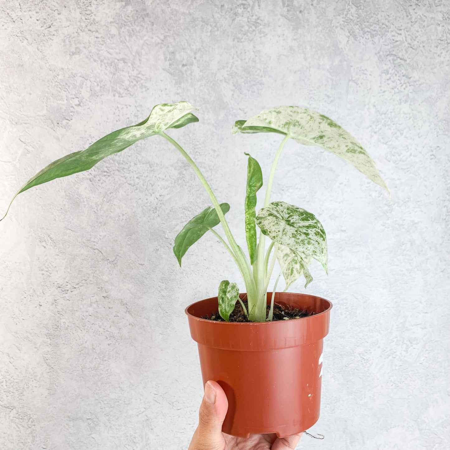 Variegated Alocasia Macrorrhiza Splash | rare alocasia house plant, rare houseplants, sloplants, rare variegated alocasia plant, 10.5cm pot