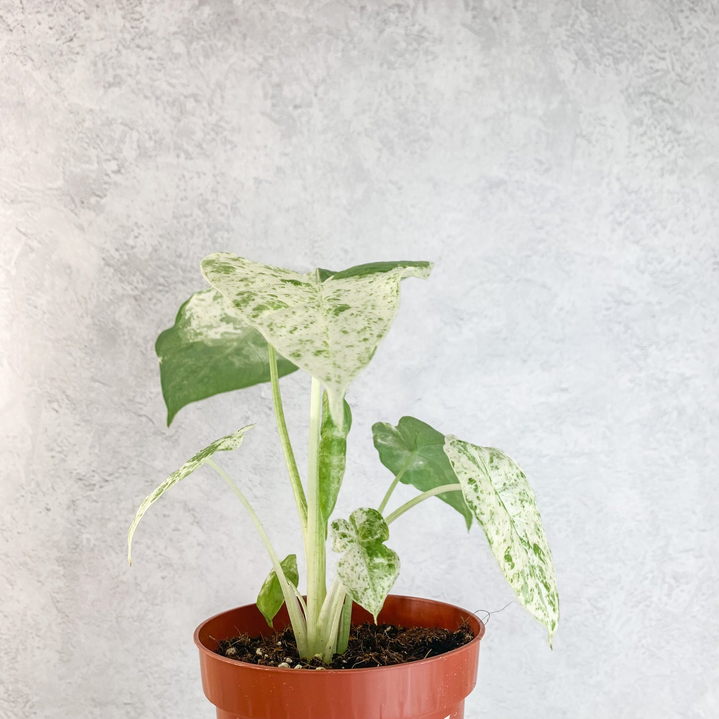 Variegated Alocasia Macrorrhiza Splash | rare alocasia house plant, rare houseplants, sloplants, rare variegated alocasia plant, 10.5cm pot