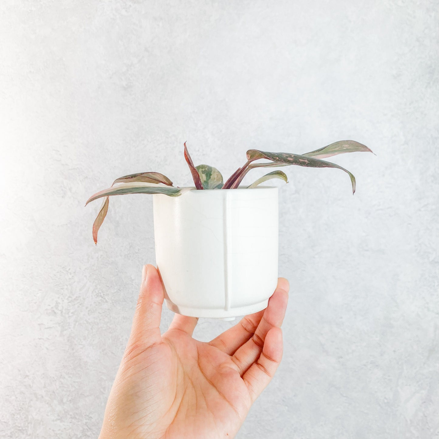 White Ceramic Pots for Plants | white indoor pot, 6cm mini pots, pots for succulents, cute plant pots, cute pots for house plants, mini pots