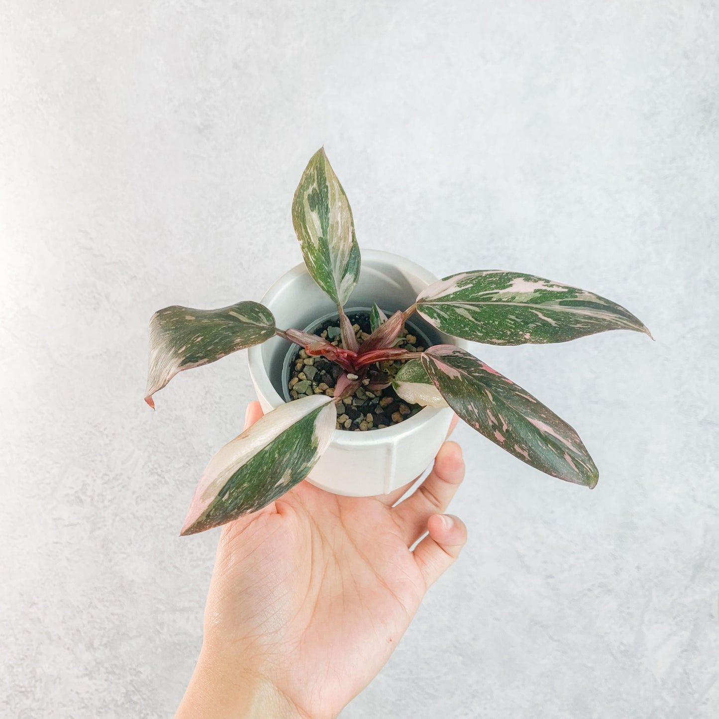 White Ceramic Pots for Plants | white indoor pot, 6cm mini pots, pots for succulents, cute plant pots, cute pots for house plants, mini pots