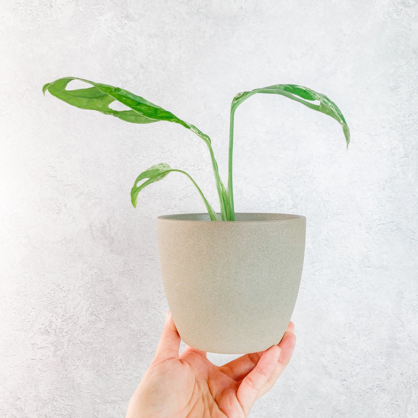 Grey Ceramic Pots for Plants | white indoor pot, 6cm mini pots, pots for succulents, cute plant pots, cute pots for house plants, mini pots