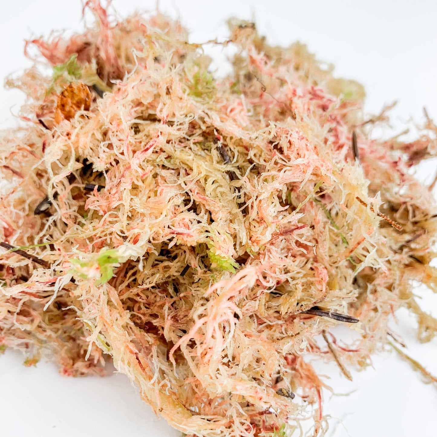 Fresh Sphagnum Moss, Moss for Terrariums, Soil Alternative, Pink Fresh Moss, Terrarium Supplies, Soilless Potting Mix, Moss for Houseplants