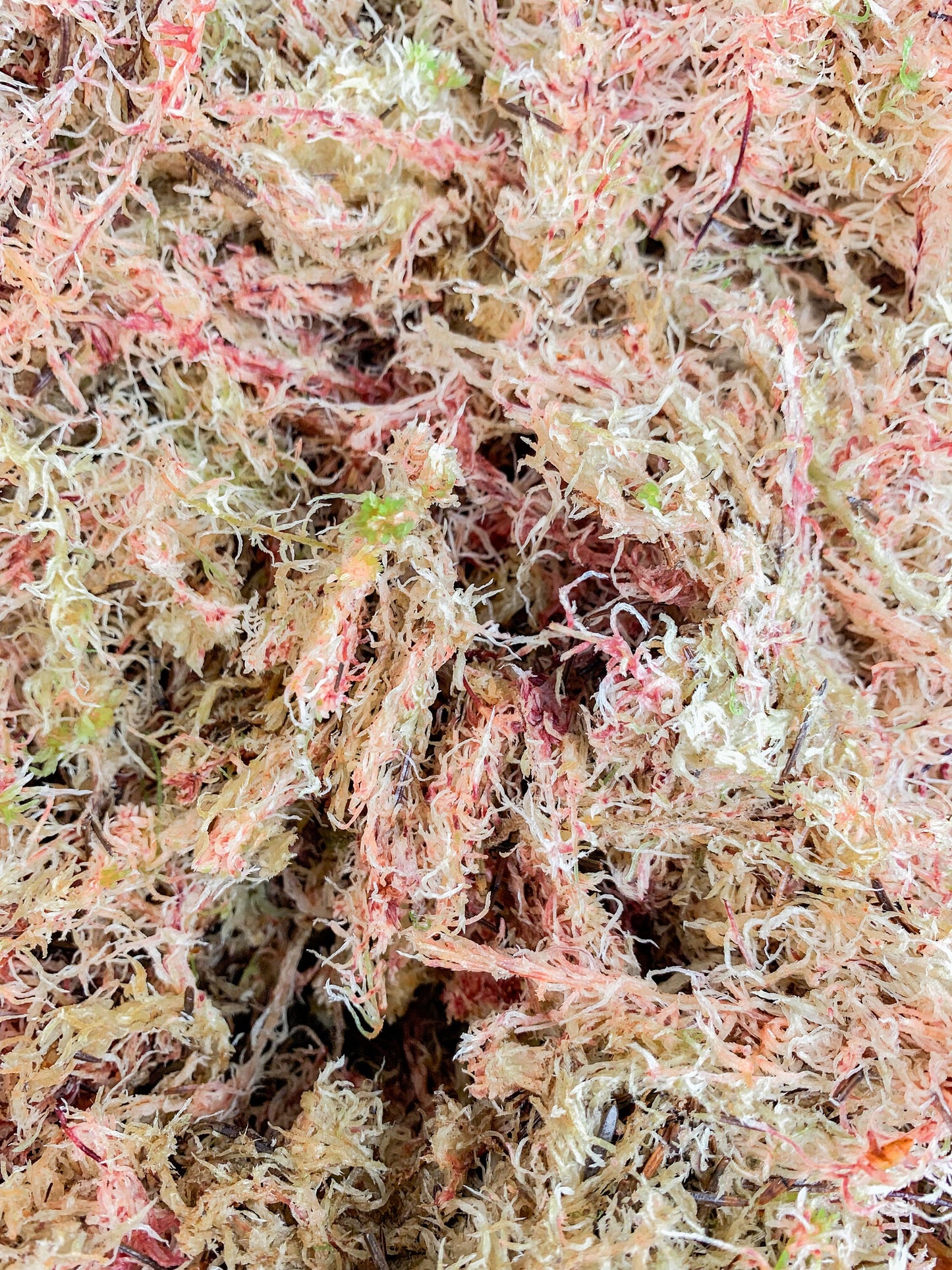 Fresh Sphagnum Moss, Moss for Terrariums, Soil Alternative, Pink Fresh Moss, Terrarium Supplies, Soilless Potting Mix, Moss for Houseplants